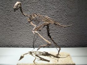 Caudipteryx